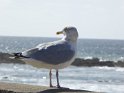 2017-09-30 12-44-55 Circuit Batz sur mer et Le Croisic FGn